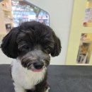 산호애견미용실 이미지