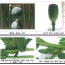 양귀비 구별 술효능 관상용 개양귀비꽃 꽃양귀비 씨앗 키우기 꽃말 이미지