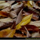 낙엽과 가을비 그리고[북촌한옥마을] 사진출사여행 이미지