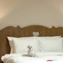 (주)이랜드파크 켄싱턴리조트 설악밸리 | 속초 애견동반 숙소 켄싱턴리조트 설악밸리 반려견 펫베른 객실 조식