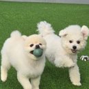 멍더가든 이미지