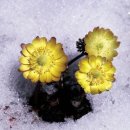 원일초등학교 이미지