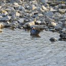 낙동강오리알 이미지