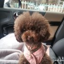 갤럭시펫 애견미용 이미지