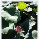 애월초등학교 이미지