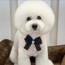 그루밍독 연구소 이미지