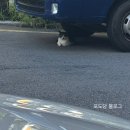 Hello Kitten 이미지