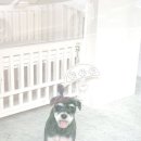 원 반려동물 미용실 이미지