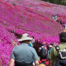 철쭉동산 이미지