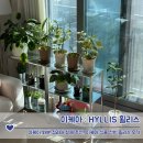 식물공감 | 이케아 화분 정리대 철제 추천, 이케아 식물 선반 휠리스 후기