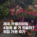 까멜리아 플라워 | 제주도 4월에 카멜리아힐 가도 볼 거 있을까? 직접 가본 후기
