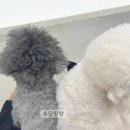임자네,묭실