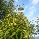 초원농장 이미지