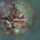 의정부 24시 IU 동물병원 이미지