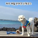 코코애월 | 애월 한담해변 강아지 산책 솔직후기｜가보기 전 꼭 알아야 할 포인트
