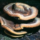 The heartwood 이미지