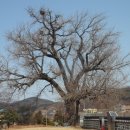 홍산객사 은행나무 이미지