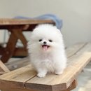안산강아지분양 안산강아지입양 안산애견분양 안산애견분양샵 소형견분양 중형견분양 특수견분양 아기강아지분양가 강아지책임분양 이미지