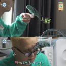백송화로