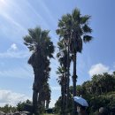 신서로 | 제주 올레길7코스 산책 / 비오는 1100고지 드라이브 / 제주흑돼지 전문점 화고 추천 후기