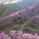 진달래빌딩 이미지