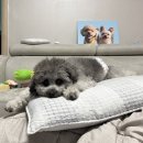 몽실묭실 | 강서구 화곡동 애견미용 실버푸들 스포팅 잘하는 몽실묭실 내돈내산 후기