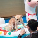 도그 스포지움 이미지