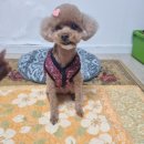 도그랑힐스 이미지