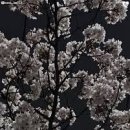 국수나무 (선운점) | 광주 겹벚꽃 명소 추천 4월 말 나들이 가기 좋은 분홍빛 꽃길 데이트 코스 베스트 5