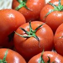 토마토 이미지