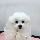 그루밍리본 이미지