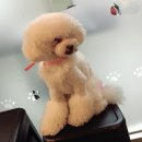 위드독(with dog) 이미지