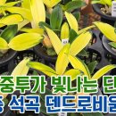 새신상! 중투가 빛나는 단정학 소형종 석곡 덴드로비움 전체 보급종 아이들 &amp; 난자재 영양제 살충제 등 이미지