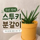 구리 준이팜 방문 후기｜스투키 분갈이용 화분과 흙 구매