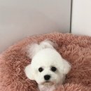 초원애견샵 이미지