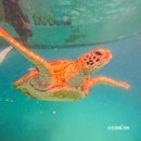 PnB 피트니스 | 필리핀 여행 보홀 0.5박 숙소 라메디 리조트 입국팩 후기