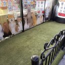 개좋다냥 이미지