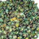 내고향다슬기 이미지