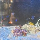 베스트피쉬 수족관 이미지