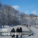 우산목장 | 강원도 평창 아이랑 가볼만한곳 대관령 양떼목장 겨울 가격 주차
