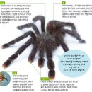이로운 거미를 만나다! 이미지