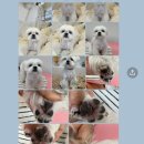 pet25무0799 | 거제동 레이카운티 강아지미용 말랑멍무 6mm스포팅 베이비컷