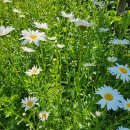 구절초로 이미지