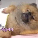 동물농장 이미지