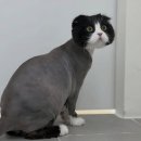 함께냥 대전점 이미지