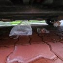 장기반점 이미지