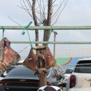 영덕대게 | 🦀 2026 영덕대게축제 방문 후기 (3.26~3.29)