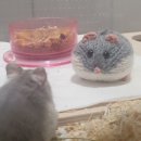 이즈앱 네이버블로그