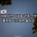 서해 서천 야광충 관측 스팟 홍원항 비인해변 월하성 시기 보는 법 총정리