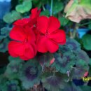 무늬제라늄과 펠라르고늄(Pelargonium) 이미지